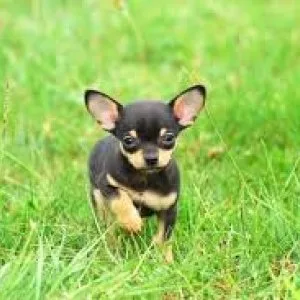 Chihuahua puppies for adoption 929 3671252