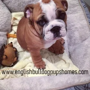English bulldog puppy