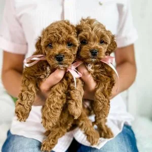 Toy poodle puppies