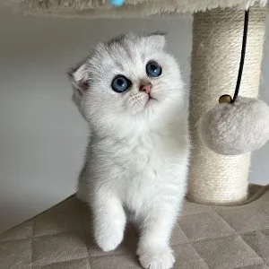 Tica registered scottish fold cattery
