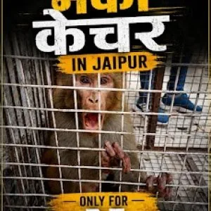 Bander aaya bas ek call monkey catcher service jaipur