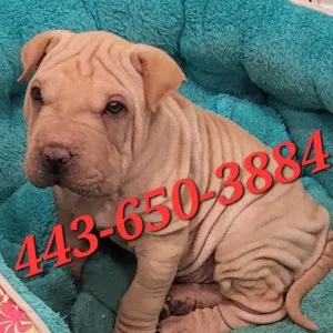 Beautiful male pup ready to go