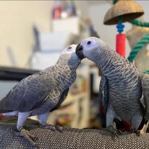 Healthy wellsocialized african grey parrots for sale
