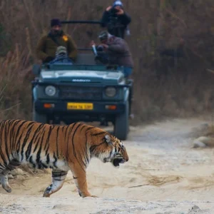 Tiger safari central india private wildlife tours