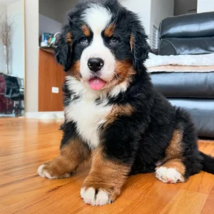 Bernese mountain dogs