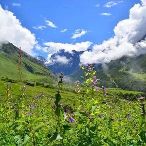 Valley of flowers from haridwar