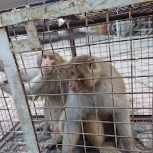 Professional monkey catcher jaipur 24x7 rescue service
