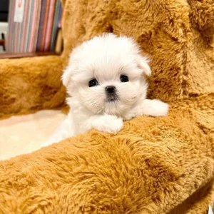 Adorable white maltese puppy