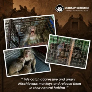 Adarsh nagar bandar ki samasya monkey catcher service in jaipur