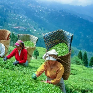 Darjeeling tour package 4 days 3 nights best darjeeling holida