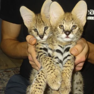 Serval kittens available