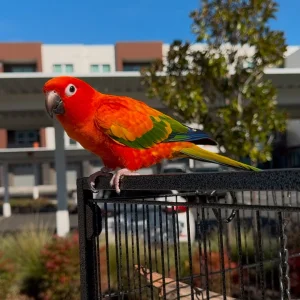 Red sun conure parrot available