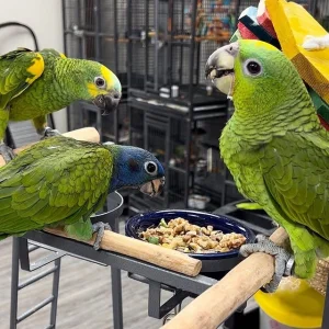 Beautiful amazon parrots dnasexed males females available