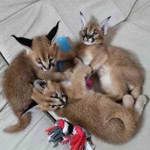 Caracal and ocelot kittens