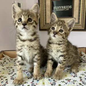 Savannah f5 kittens