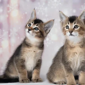 Caracat kittens available