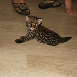 Ocelot kittens available