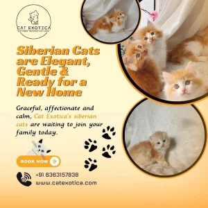 Pet service
