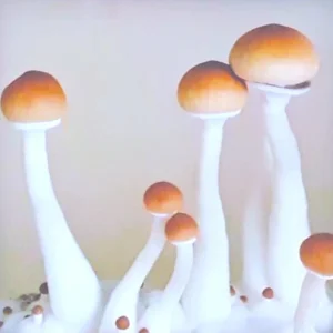 Order premium malabar mushroom spores for research online