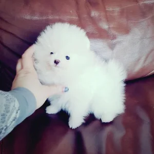 Adorable pomeranian puppies for sale