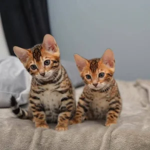 Beautiful bengal kittens available for loving homes