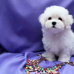 We have adorable maltese puppies