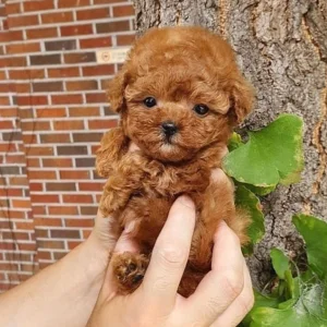Adorable poodle puppies