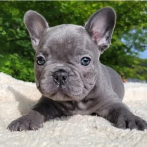 We have french bulldog puppies