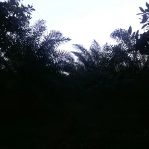 Fincas en venta monte plata y toda la republica dominicana