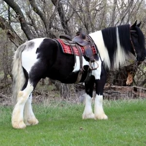 Apache gypsy gelding horses