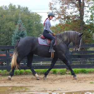 Tulip mare warmblood horses