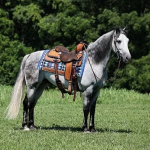 Andy gelding andalusian horse