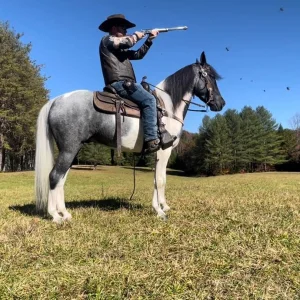 Big blocks chrome kentucky mountain saddle horse