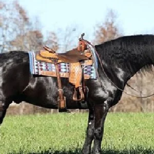 A del fuego gelding friesian horses