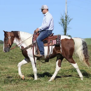Bandit gelding tennessee walking horse