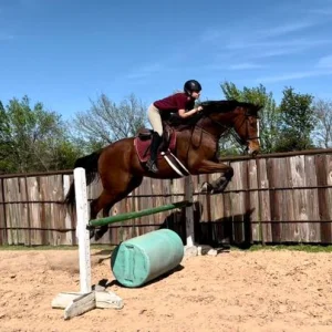 Lincoln gelding thoroughbred horse