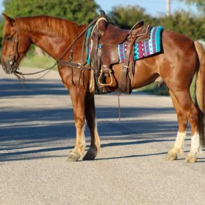 Manny gelding mustang horses
