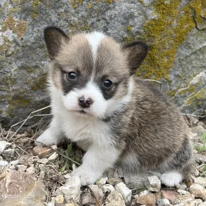 Adorable corgi puppy for sale