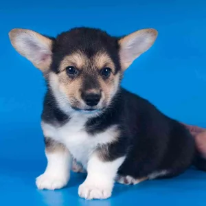 Pembroke welsh corgi for rehoming