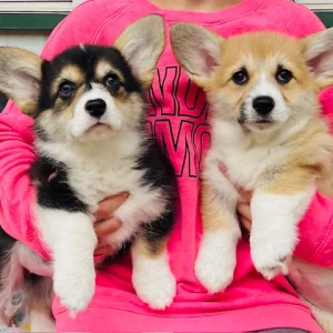 Pembroke welsh corgi puppies