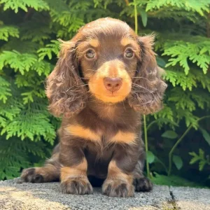 Miniature dachshund puppy for adoption