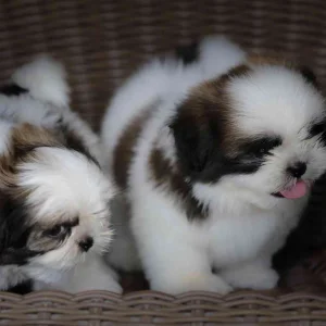 Shih tzu puppies