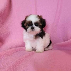 11 weeks shih tzu puppies