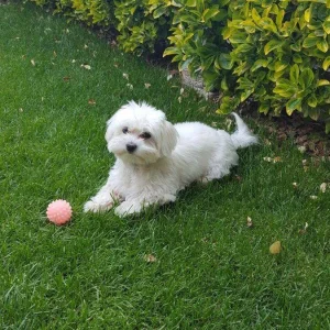Maltipoo