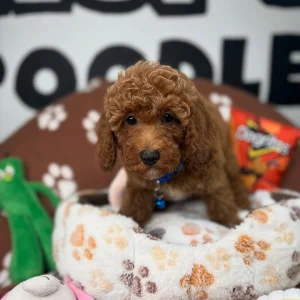 Ready to welcome a wellbehaved happy and healthy puppy