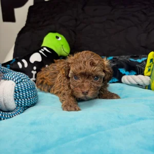 Gorgeous brownish toy poodle puppy
