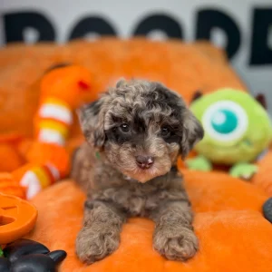 Toy poodle puppies 832 258 5442
