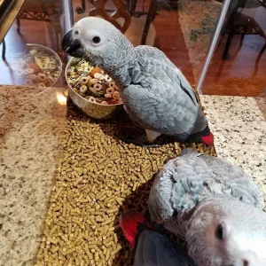 Breeding pairs of african greys macaws electus and their babi