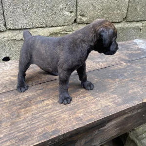 Beautiful cane corso puppies looking for their forever homes