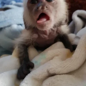 Capuchin marmoset monkeys available for adoption
